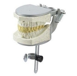 1974 Radio-Opaque Model with Tongue Mounted on an Articulated Magnetic Quick Disconnect Trays